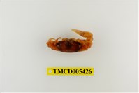 藏品(乳白南方招潮蟹)的圖片